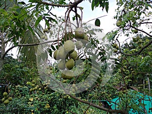 Hog plum fruit with green tree. June plum is a medicinal herbs food.