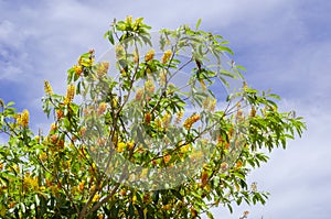 Hogberry Nanche Branches With Blossoms