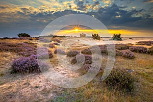 Hoge Veluwe Sand dune Heathland