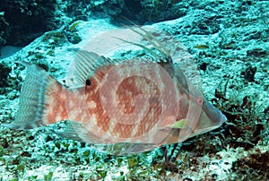 Hogfish