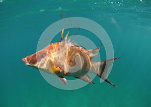 Hogfish swimming underwater