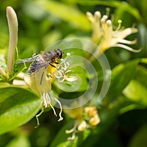 Hogging The Honeysuckle