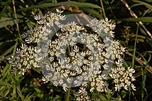 Hoghweed flowers - Heracleum sphondylium