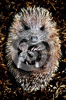 Hoglet