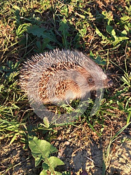 Hoglet