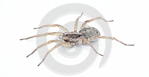 Hogna antelucana is a fairly common species of wolf spider in the family Lycosidae isolated on white background. Florida example