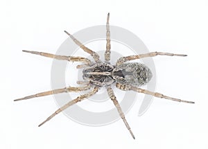 Hogna antelucana is a fairly common species of wolf spider in the family Lycosidae isolated on white background. Florida example