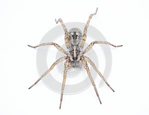 Hogna antelucana is a fairly common species of wolf spider in the family Lycosidae isolated on white background. Florida example