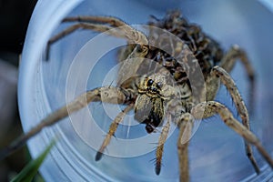 Hogna radiata with children on on its back, species of wolf spider present in South Europe, north Africa and Central Asia