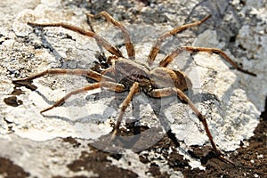 Hogna radiata,close-up photo