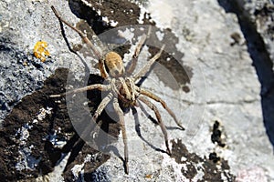 Hogna radiata,close-up photo