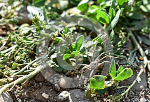 Hogna Radiata, wolf spider, Lycosidae family close up