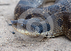 Hognose Snake