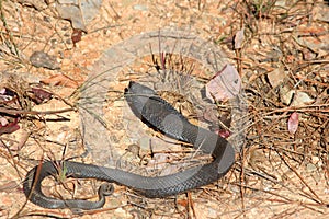 Hognose snake