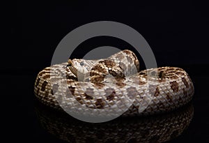 hognose snake(Heterodon),eterodon nasicus,Black background, dark studio close-up lights photo