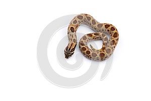 The hognose snake isolated on white background