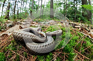 Hognose snake playing dead