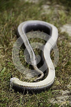 A hognose snake playing dead to deter predators