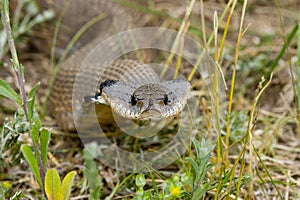 Hognosed Snake