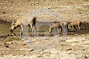 Hogs Drinking time photo