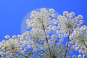 Hogweed