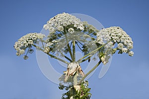 Hogweed