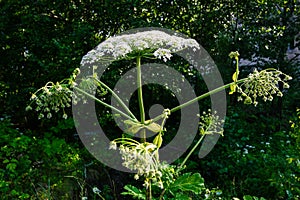 Hogweed close up. Poisonous and dangerous plants with a thick stem and white flowers