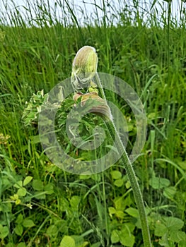 Hogweed or Cow-parsnip - Heracleum sphondylium, Norfolk, England, UK