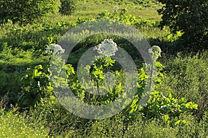 Hogweed in the field. A very dangerous and poisonous plant growing in central Russia, it causes severe burns and sometimes death