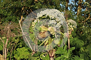 Hogweed in the field. A very dangerous and poisonous plant growing in central Russia, it causes severe burns and sometimes death