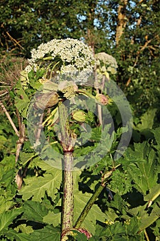 Hogweed in the field. A very dangerous and poisonous plant growing in central Russia, it causes severe burns and sometimes death