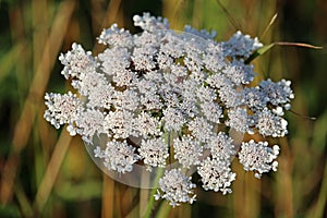 Hogweed flower in evening sunshine