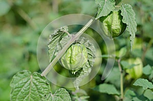 Hogweed, Ground Cherry