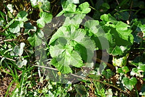 Hogweed, Heracleum sphondylium