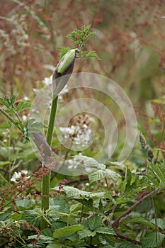 Hogweed, heracleum sphondylium, beginning to flower