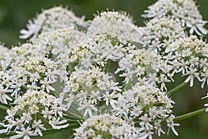 Hogweed Heracleum sphondylium, close-up of white flowers