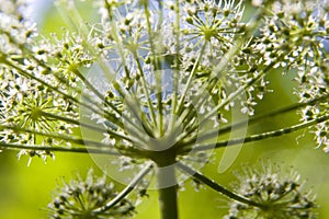 Hogweed Heracleum sphondylium L.