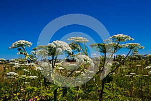 Hogweed Heracleum sphondylium on a wildflower meadow for bees