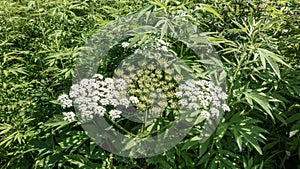 Hogweed HeraclÃÂ©um sosnÃÂ³wskyi blooms in the meadow. photo