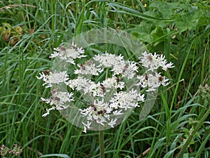 Hogweed with hoverflies