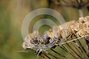 Hogweed Seed Head