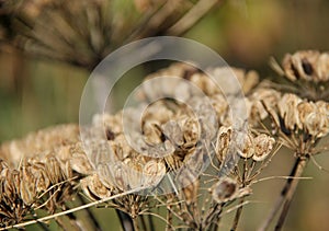 Hogweed Seed Head
