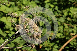 Hogweed Seed Head