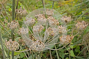 Hogweed seeds, selective focus - Heracleum