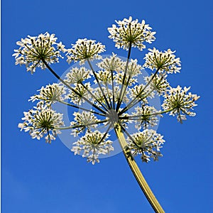 Hogweed and sky