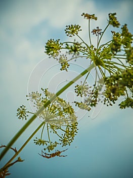 Hogweed and spider under blue sky with clouds