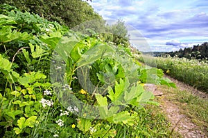 Hogweed thickets along a country road