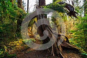 Hoh Rain Forest in Olympic National Park