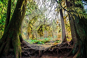 Hoh Rain Forest in Olympic National Park