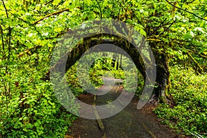 Hoh Rain Forest, Washington, United States of America, nature, landscape, background, wildlife, elk, tourism, Travel USA, North